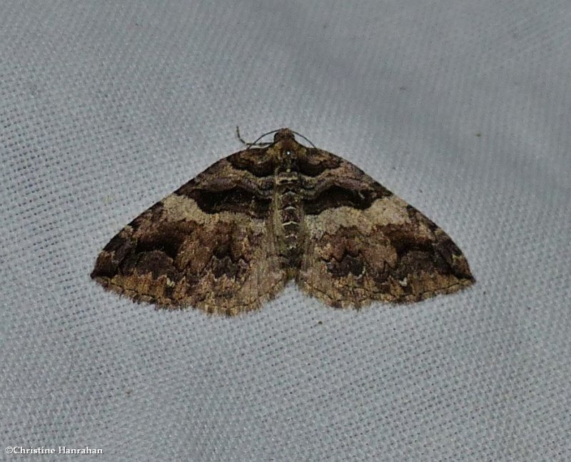 Variable carpet moth  (<em>Anticlea vasiliata</em>), #7329