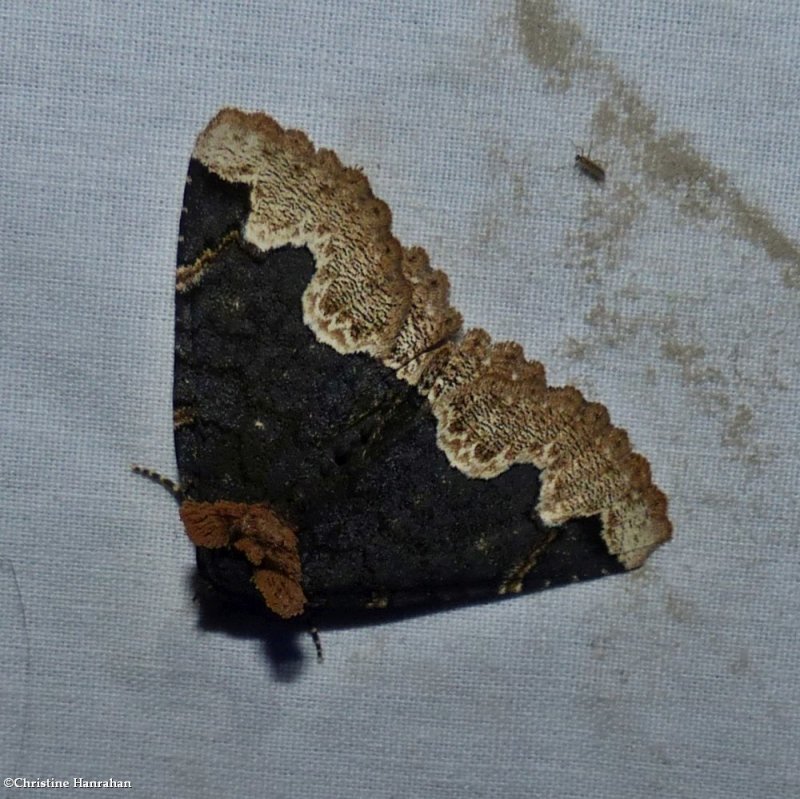 Horrid zale moth  (Zale horrida), #8717