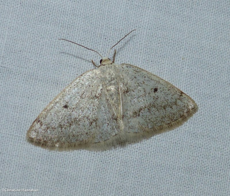 Gray spring moth (Lomographa glomeraria), #6668