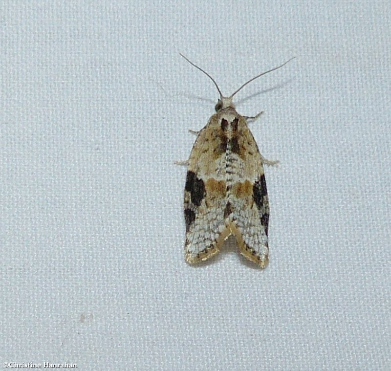 Gray-banded leafroller moth  (Argyrotaenia mariana), #3625 