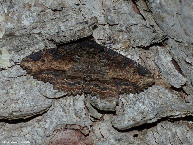 Colorful zale moth  (Zale minerea), #8697