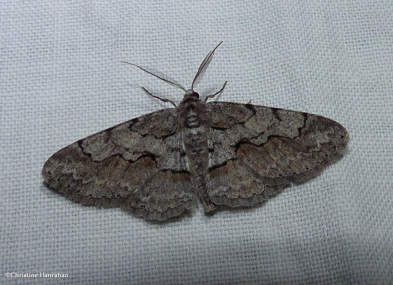 Large purplish gray moth (<em>Iridopsis vellivolata</em>), #6582