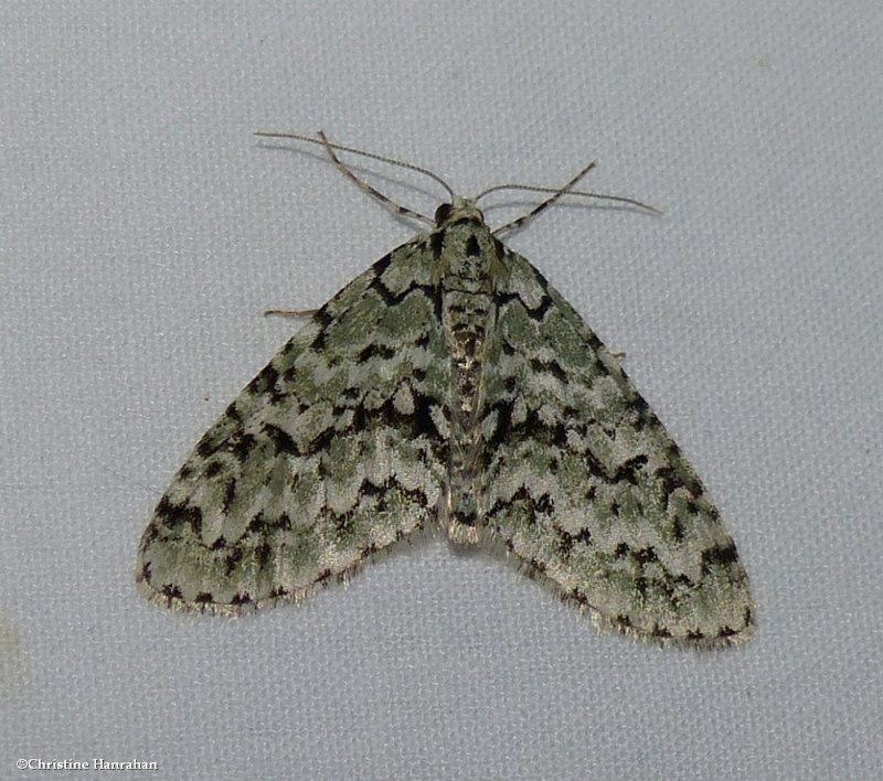 The scribbler moth  (Cladara atroliturata), #7639