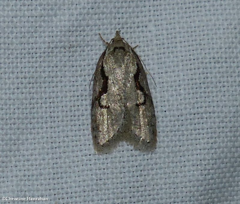 Packard's concealer moth (Semioscopis packardella), #0912