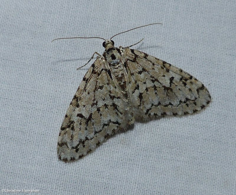 The scribbler moth  </em>Cladara atroliturata<em>), #7639
