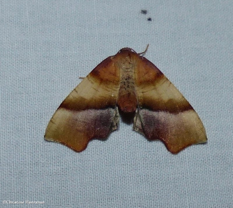 Straight-lined plagodis moth (Plagodis phlogosaria),  #6842