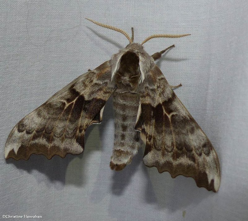 One-eyed sphinx moth  (Smerinthus cerisyi), #7822