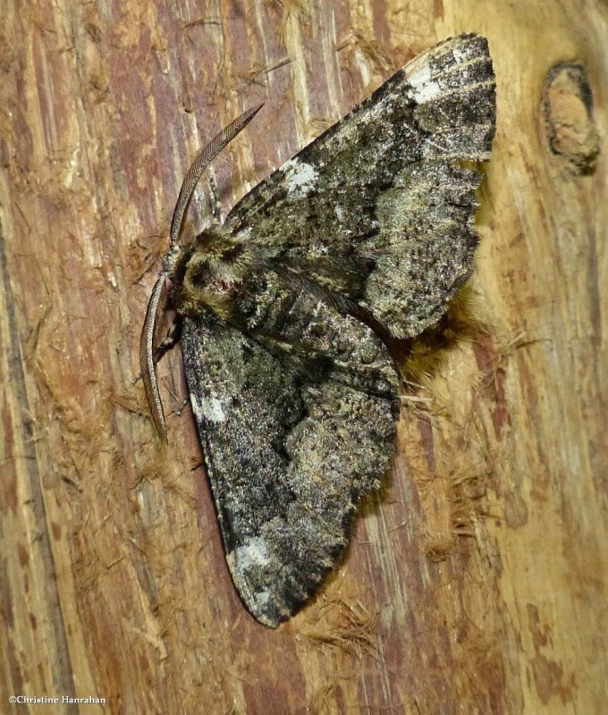 Oak beauty moth  (Phaeoura quernaria), #6763