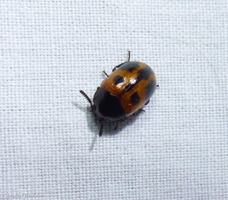 Darkling beetle  (Diaperis maculata)