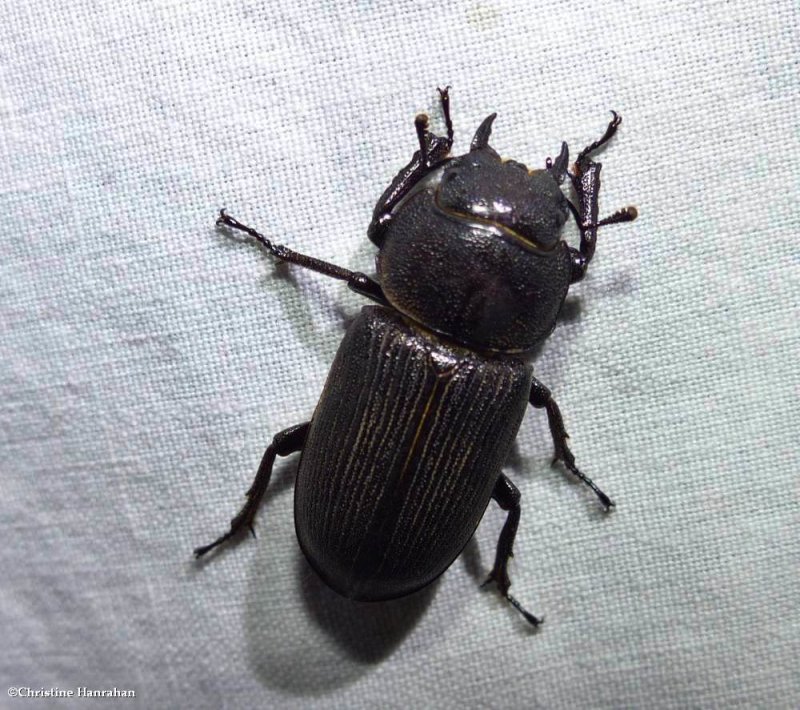 Antelope  beetle  (Dorcus parallelus)