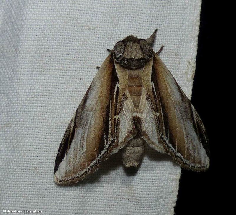 Black-rimmed prominent moth (Pheosia rimosa), #7922