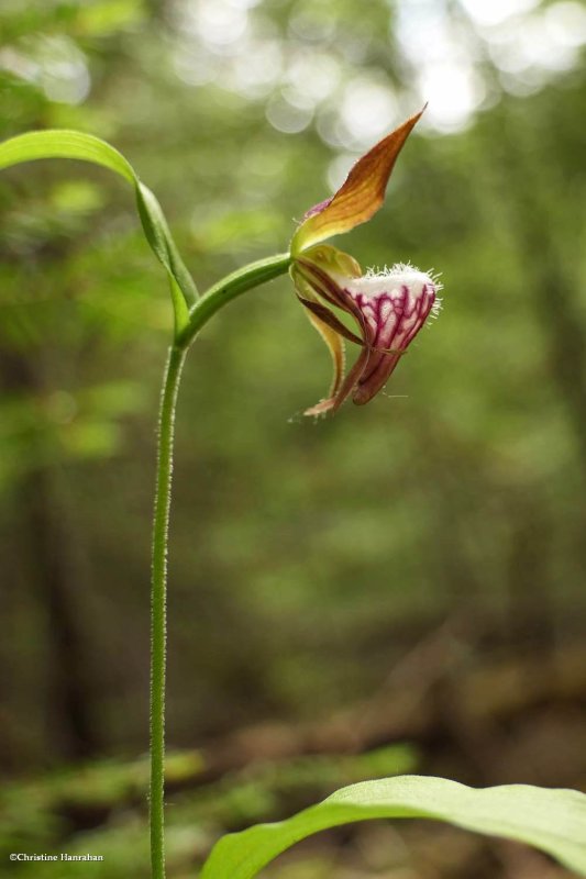 Ram's-head lady slipper orchid  (Cypripedium arietinum)