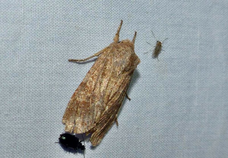 Singed pinion moth (), #9885