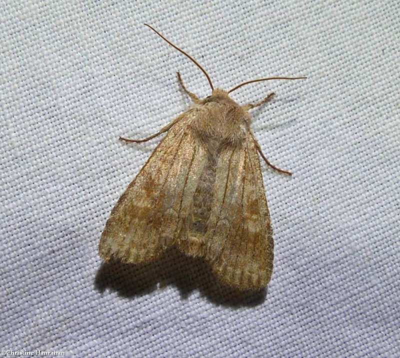 Singed pinion moth (<en<Lithophane semiusta</em>), #9885