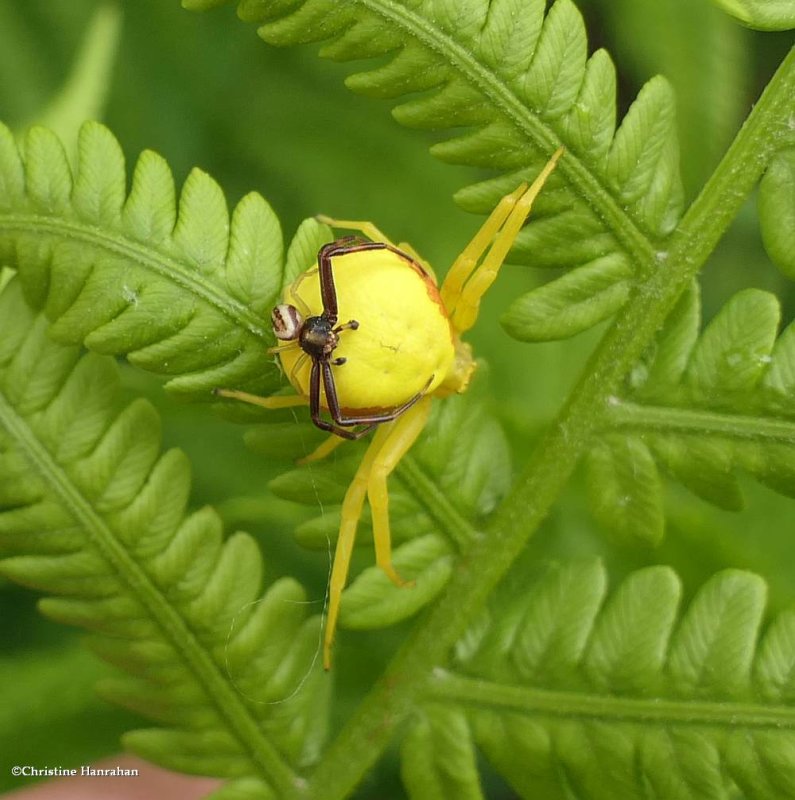 Hopeful! Goldenrod crab spiders (Misumena vatia)