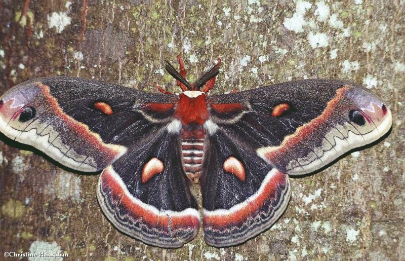 Cecropia moth (Hyalophora cecropia), #7767