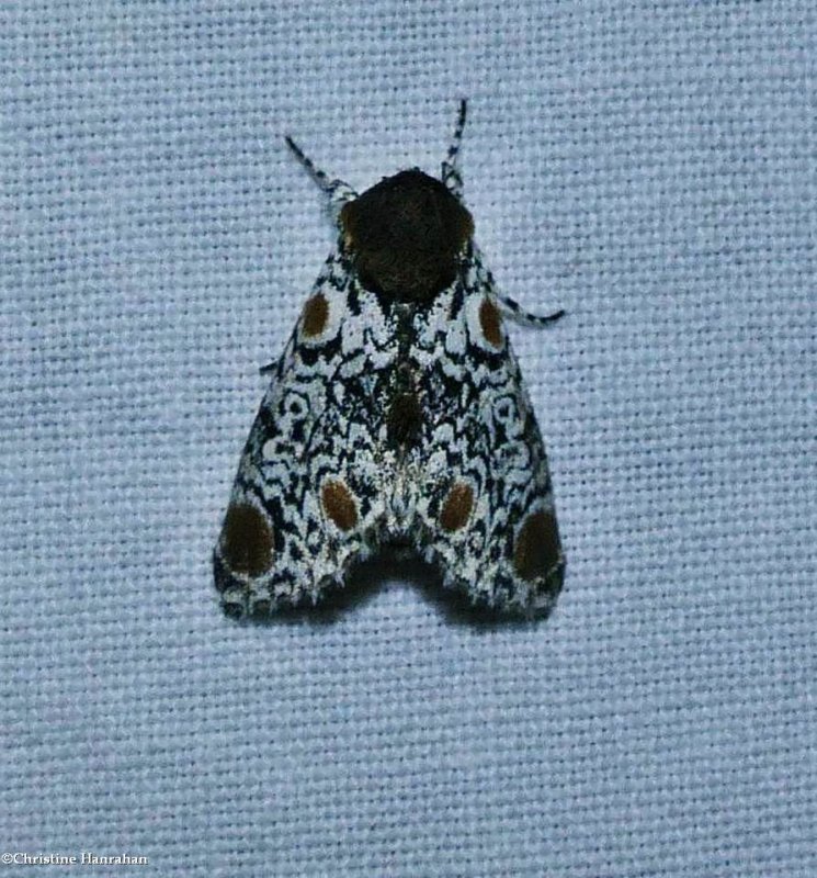 Harris's three-spot moth  (Harrisimemna trisignata), #9286