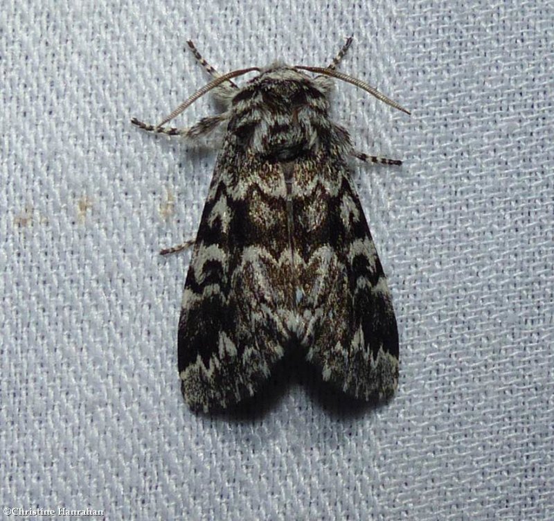 Black zigzag moth (Panthea acronyctoides),  #9177