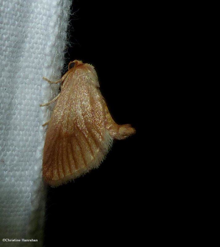 Early button slug moth  (<em>Tortricidia testacea</em>), #4652
