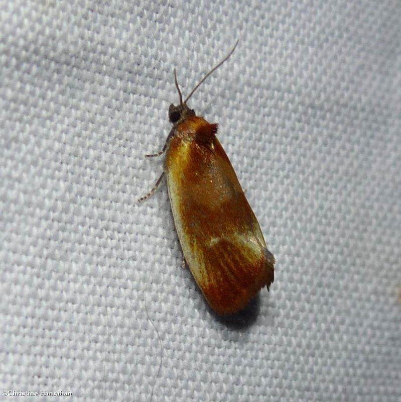 Tortricid moth (Eulia ministrana), #3565