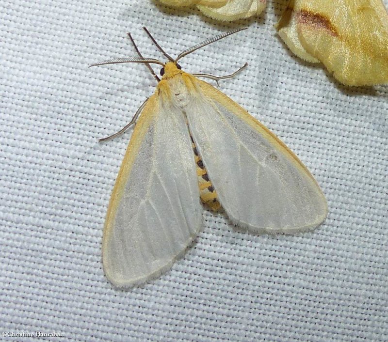 Delicate cycnia moth  (Cycnia tenera), #8230