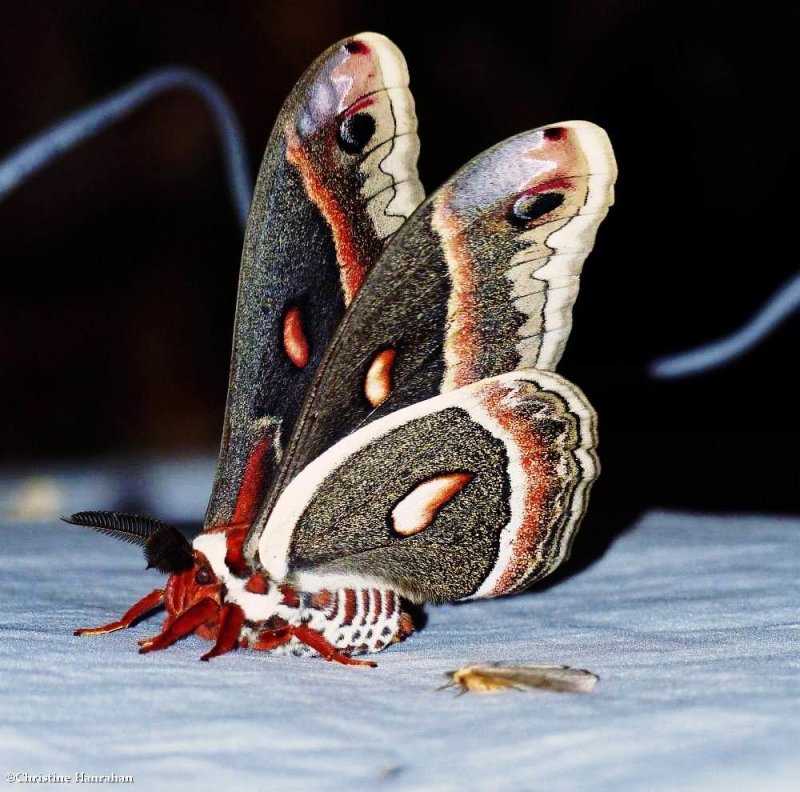 Cecropia moth (Hyalophora cecropia), #7767