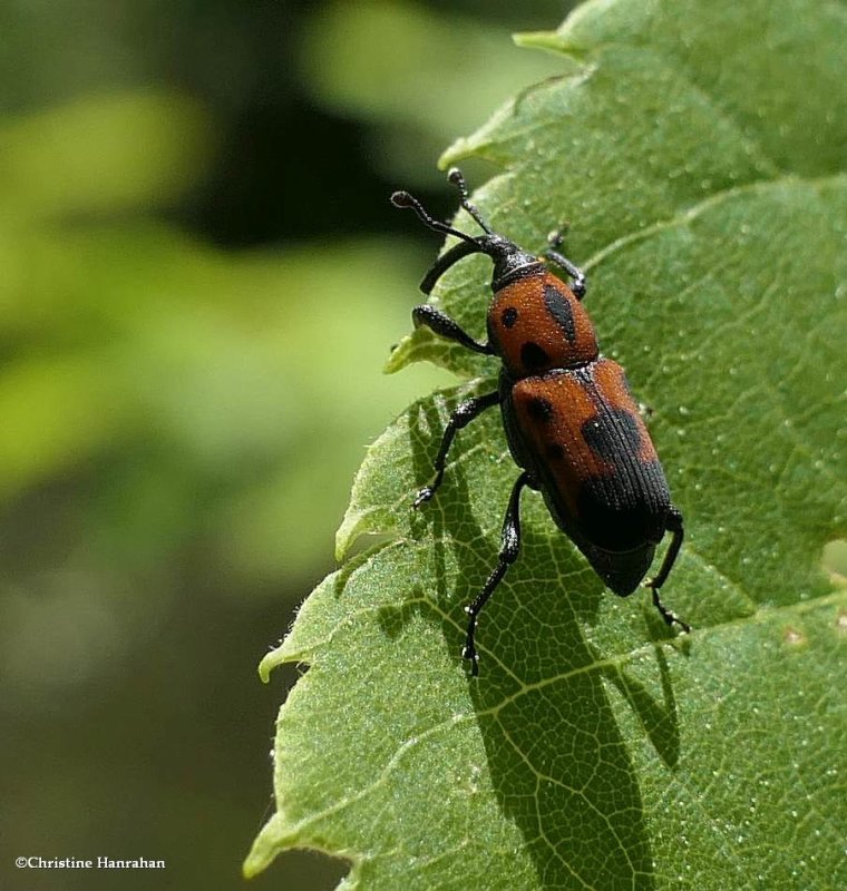 Cocklebur weevil (Rhodobaenus quinquepunctatus)