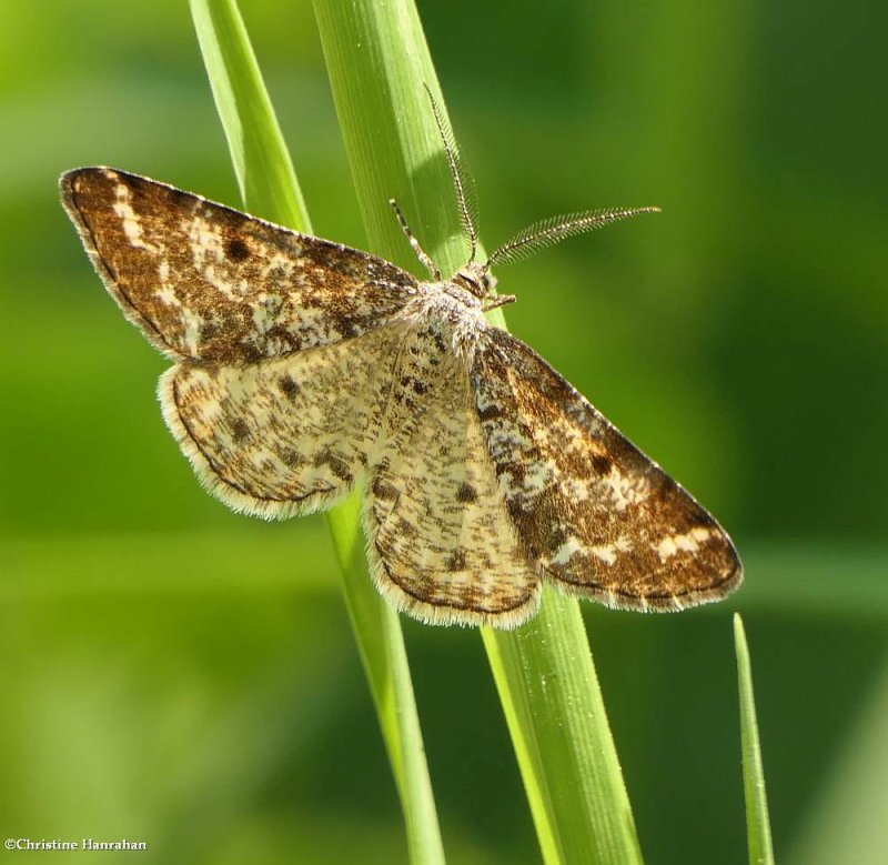Powder moth (Eufidonia)