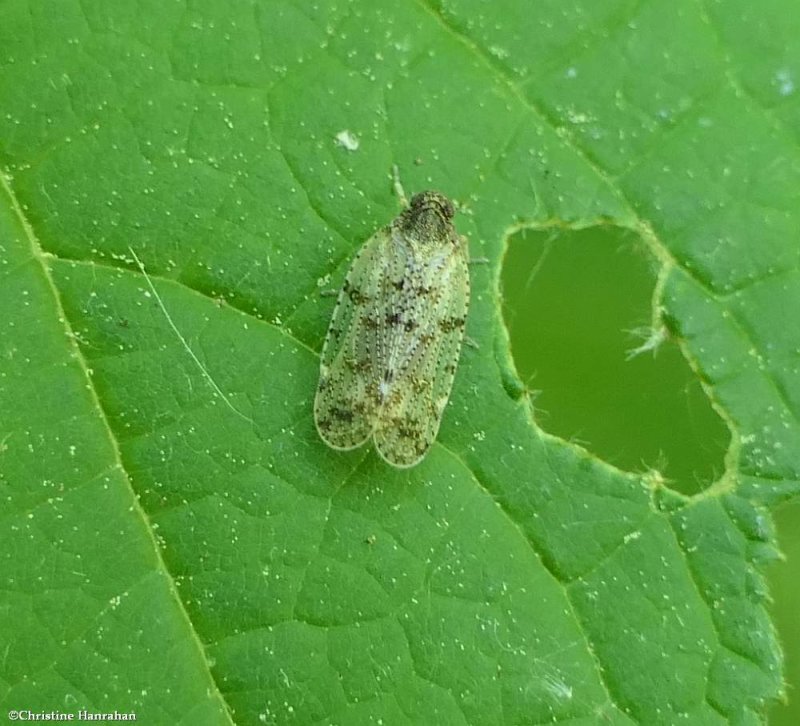 Cixius planthopper (Cixius)