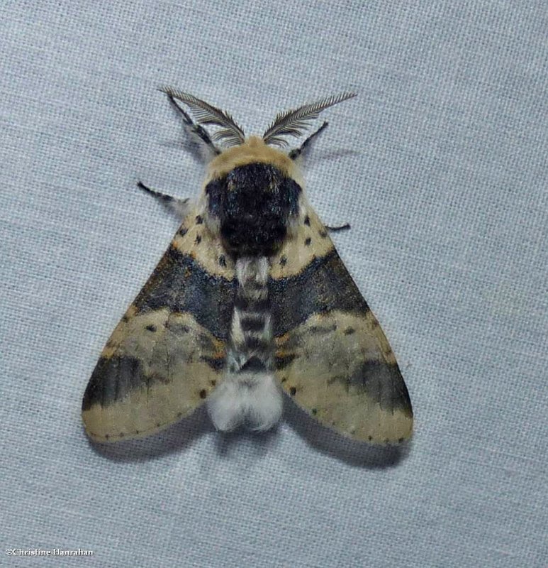 Modest furcula moth  (Furcula modesta), #7941