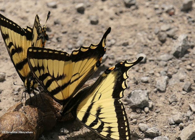 Canadian tiger swallowtail butterflies