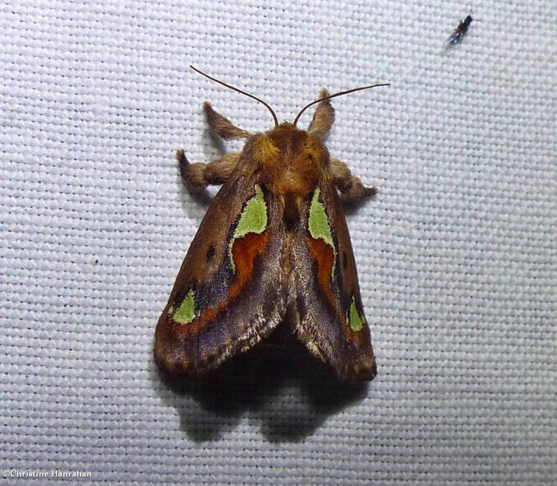 Spiny oak slug moth (Euclea delphinii), #4697