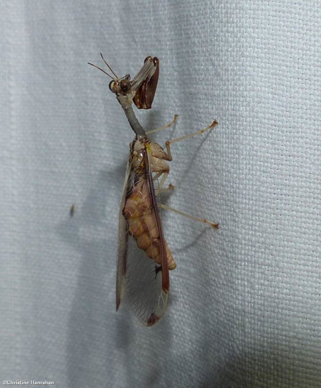 Four-spotted mantidfly  (Dicromantispa interrupta)