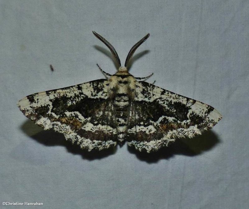 Oak beauty moth  (Phaeoura quernaria), #6763