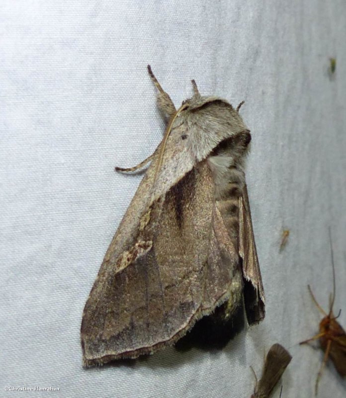 Cattail borer moth (Bellura obliqua),  #9525