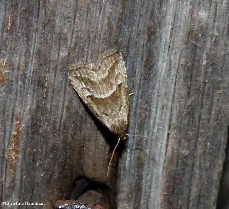 Large hypenodes moth (Hypenodes caducus), #8420