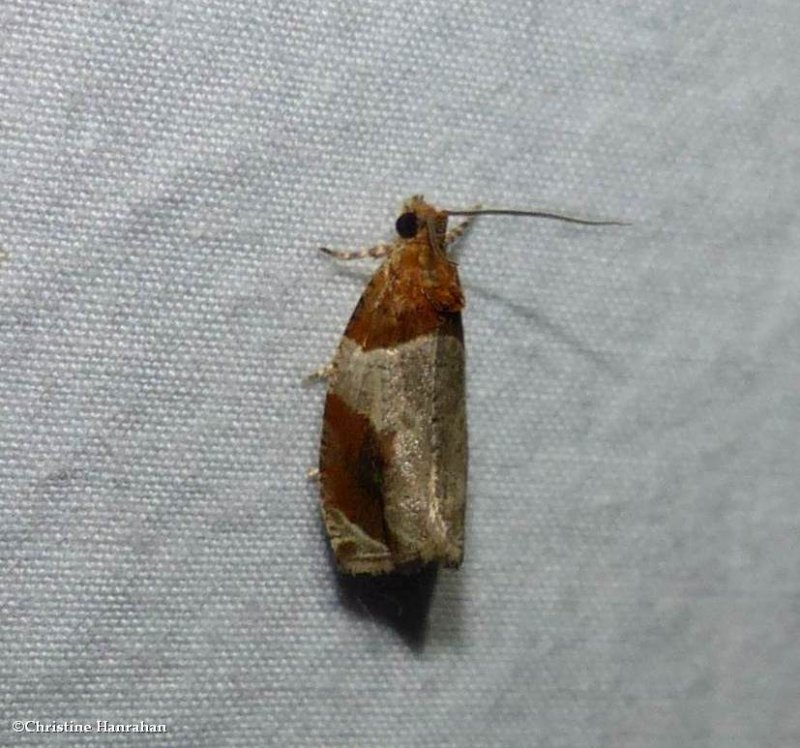 Hydrangea leaftier moth (<em>Olethreutes ferriferana</em>), #2827