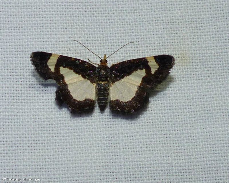 Common spring moth  (Heliomata cycladata),  #6261