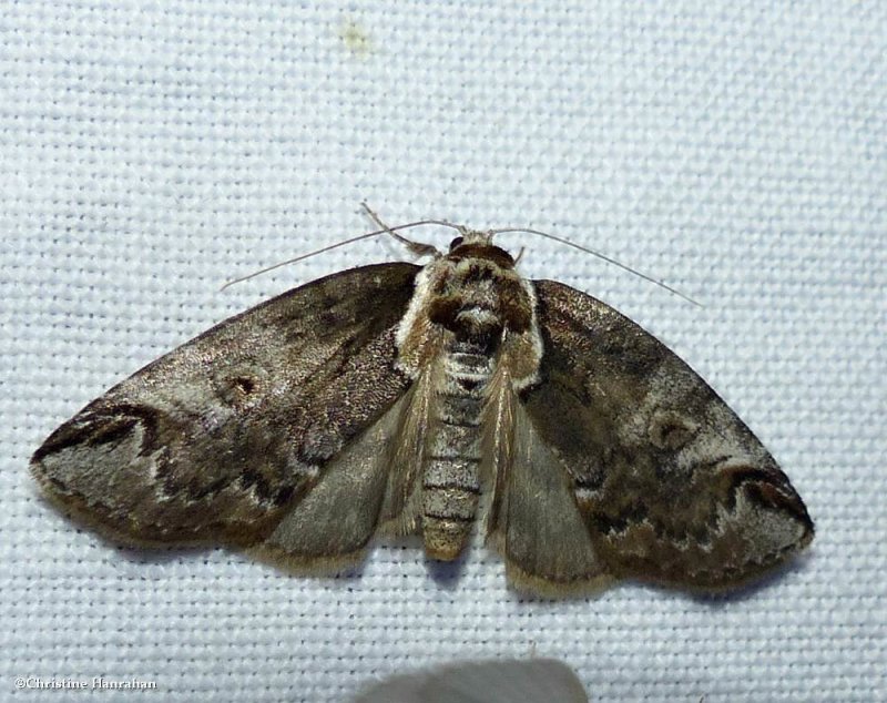 Eyed baileya moth  (Baileya ophthalmica),  #8970