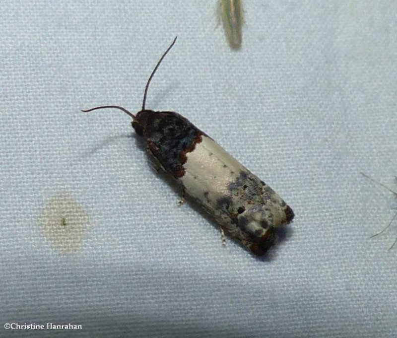 Goldenrod gall moth  (Epiblema scudderiana),  #3186