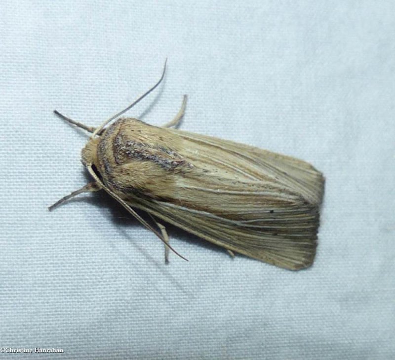 Adjutant wainscot moth (Leucania adjuta),  #10456