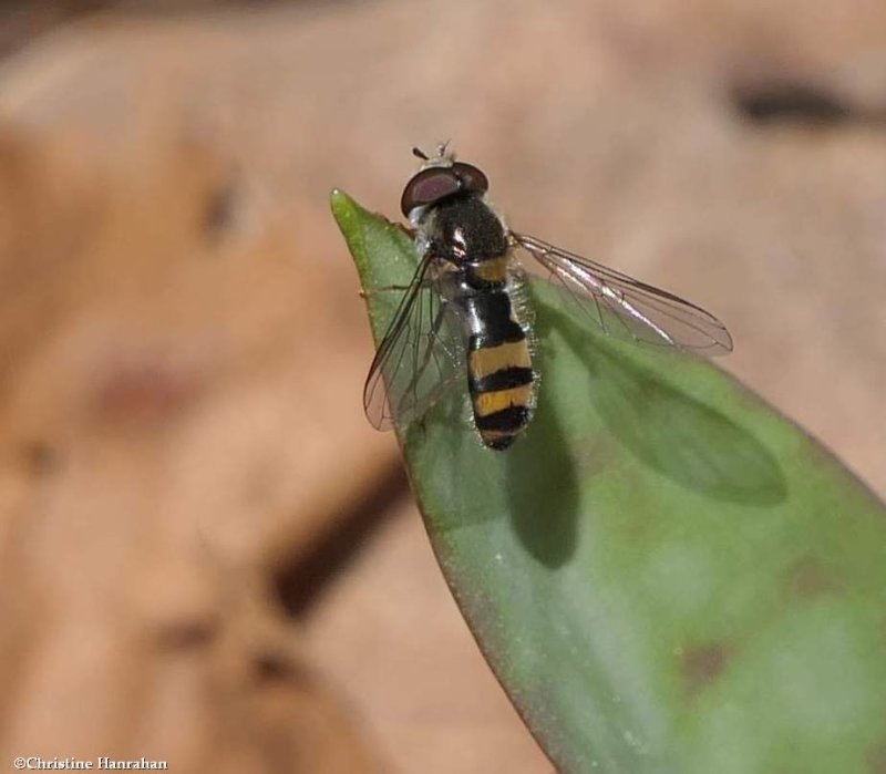 Syrphid fly (Meligramma cincta)