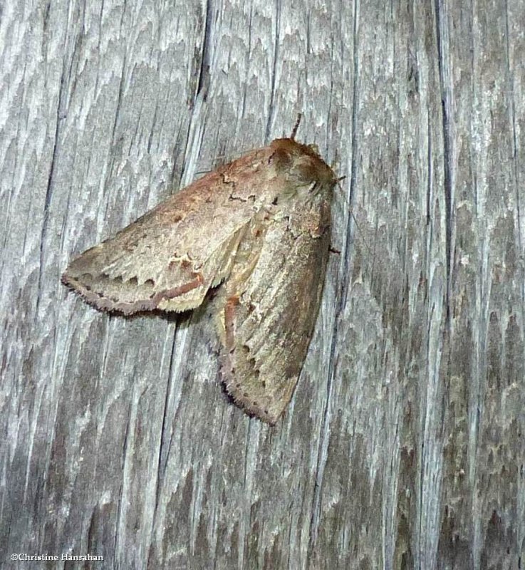 Tufted thyatirid moth (Pseudothyatira cymatophoroides), #6237