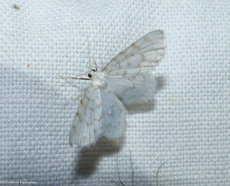 Fragile white carpet moth (Hydrelia albifera), #7423