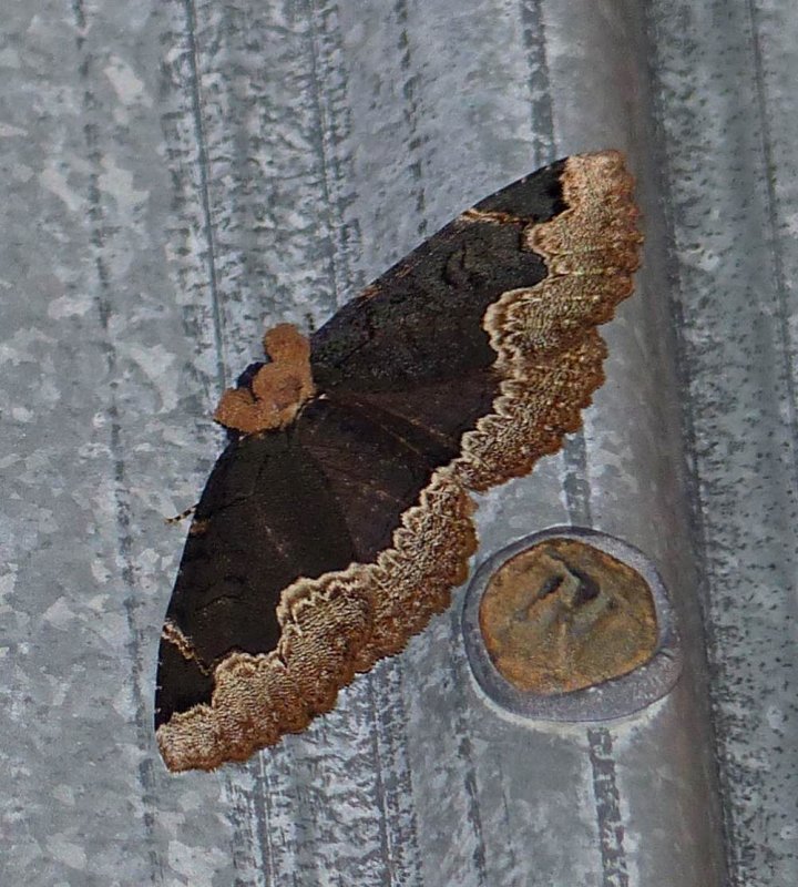 Horrid zale moth  (Zale horrida), #8717