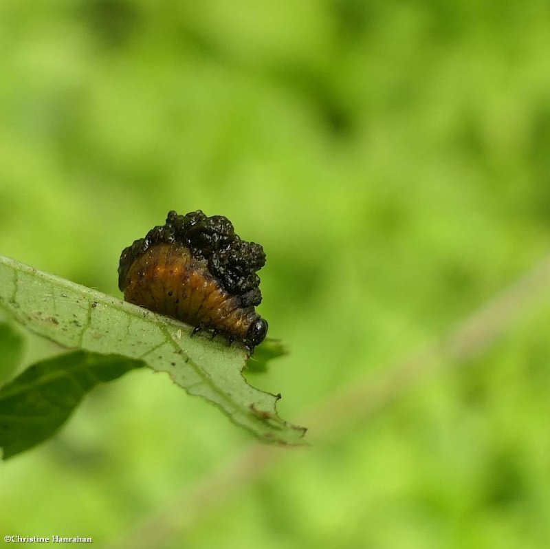 Three-lined potato beetle larva (Lema daturaphila)