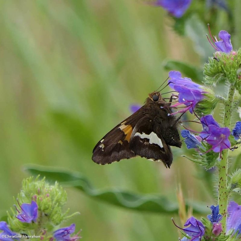 Silver-spotted skipper butterfly (Epargyreus clarus)