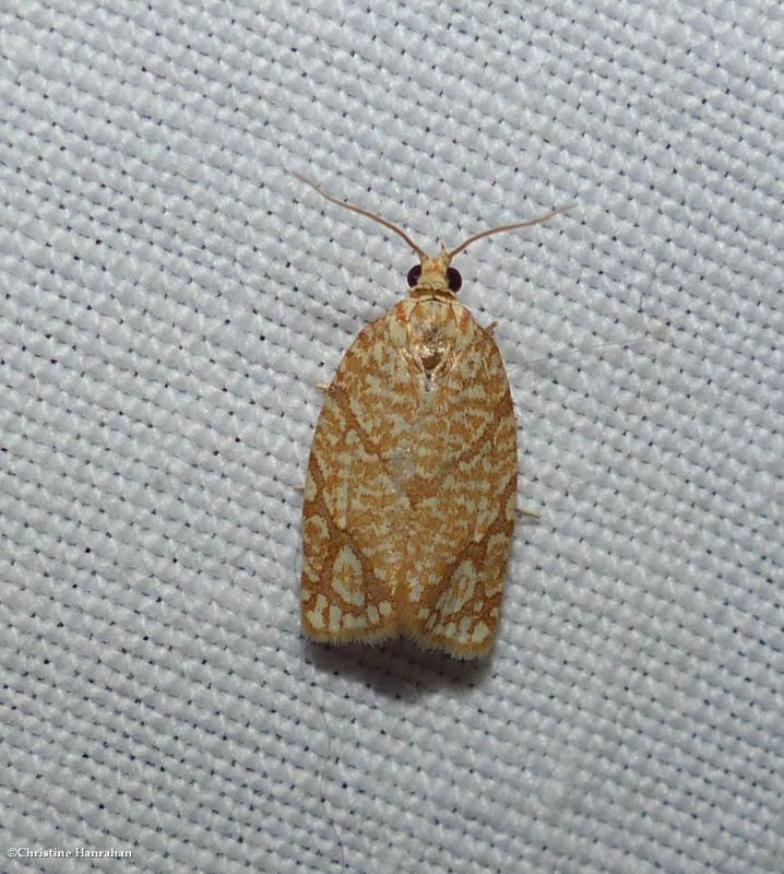 Yellow-winged oak leafroller moth (Argyrotaenia quercifoliana),  #3623