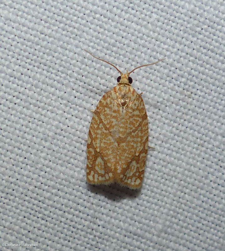 Yellow-winged oak leafroller moth (Argyrotaenia quercifoliana), #3623