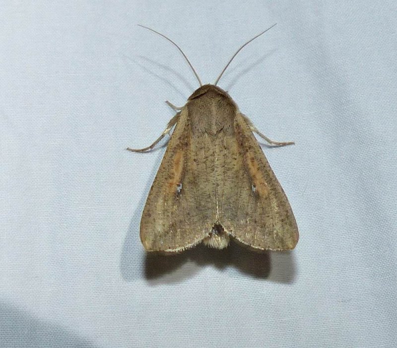 White speck moth   (Mythimna unipuncta), #10438